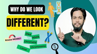 What are Chromosomes  DNA  Genes  Alleles [upl. by Edva]