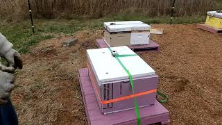 Prepping Hives for Winter Last Steps honeyfarming overwinteringbees insulatingbees [upl. by Middendorf930]