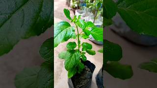 5 positive plants for home 🙏🌿 shorts gardening trending [upl. by Egduj]