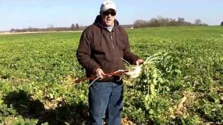 Radish Pea Mixture Cover Crop excellence [upl. by Rexanna]