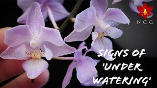 8 Signs that say your Orchid needs more water  Orchid Care Tips for Beginners [upl. by Odlanar]