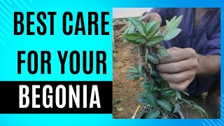 Begonia plant care Propagate Begonia Cuttings [upl. by Erodroeht]