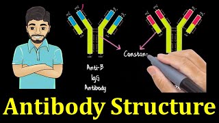 Structure of antibody molecule [upl. by Naujat]