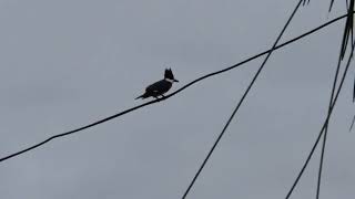 Belted Kingfisher early overcast morning but you can see his interesting hair style 20241118 [upl. by Lach]