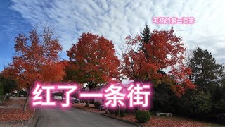 加拿大移民生活2024年温哥华本拿比一条街道的枫叶 [upl. by Enelyar]