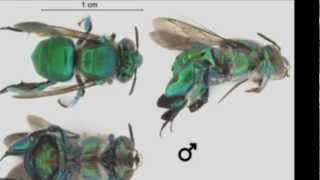 The Green Orchid Bee [upl. by Ybloc]