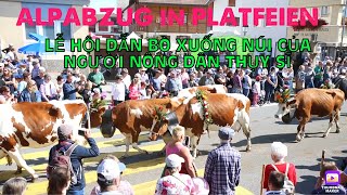 Alpabzug in Plaffeien 2019 p4 SWITZERLANDTHUY SI [upl. by Lleroj]