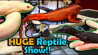 Tinley Park Reptile Expo October 2024 [upl. by Ahsekal323]