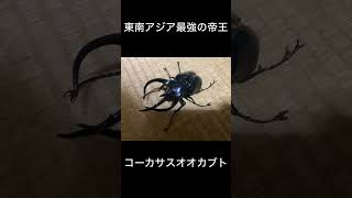 アクティオンゾウカブトvsコーカサスオオカブト [upl. by Jolee]