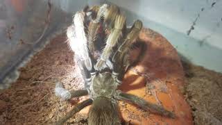 Aphonopelma iodus Tarantula Successful Mating Attempt [upl. by Eirret453]