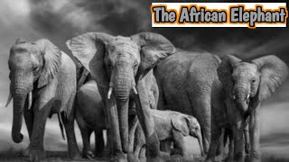 life of the African elephant l Elephant video l African savanna elephant l [upl. by Rehpotsrhc442]