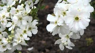 Exochorda macrantha The Bride [upl. by Durward]