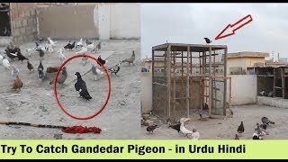 Kala Gandedar Kabootar Utra Chaht Par  Try To Catch Pigeon [upl. by Tucker]