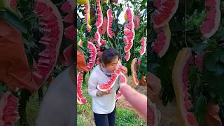 Nature 🤣 fruit naturallifeb satisfying naturalclips naturelife rural food [upl. by Lari118]