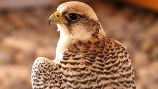 Peregrine Falcon Sounds  Peregrine Falcon Sound Effects  Peregrine Falcon Call  Falcon Noises [upl. by Keraj]