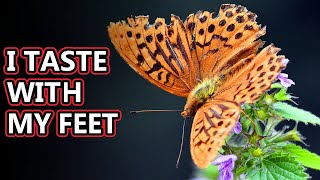 Butterfly facts including butterfly vs moth  Animal Fact Files [upl. by Ahtaga]