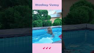 Monkey Yumy was swimming happily [upl. by Norit356]