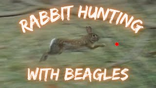 Rabbit Hunting  5 Beagles  4 Rabbits amp LOTS OF ACTION [upl. by Fabozzi220]