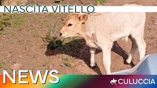 🇮🇹 Culuccia NEWS Nascita vitello [upl. by Lrigybab]