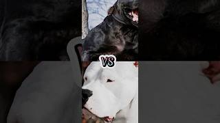 DOGO ARGENTINO VS PRESA CANARIOCANE CORSOBULLY KUTATOSA INUTOP DEADLY DOG BREEDS [upl. by Burgener]