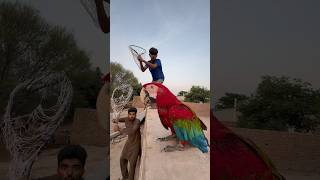 5 lakh ka Red Macaw Parrot Mil Gaya [upl. by Sisenej]