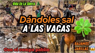 Dándoles Sal A Las Vacas 🍀🐄 [upl. by Ehctav]