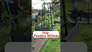 How to stop powdery mildew garden gardening shorts [upl. by Macegan365]