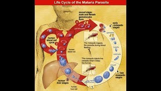 Malaria series Plasmodium malariae P ovale and the monkey malaria Plasmodium knowlesi [upl. by Arikahs]