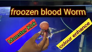 how to feed frozen bloodworms to Flowerhorn and other fishes [upl. by Niar]