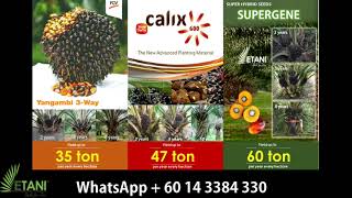 Supergene Seeds Oil Palm [upl. by Anthony]