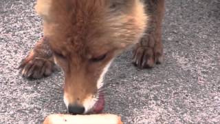 Chernobyl Animals Fox Makes a Sandwich 6 layers  Chernobyl Today [upl. by Adnohsad]