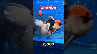 Oranda gold fish imported panda fish fishpetsvlog fishtank shorts goldfishmollyfish minivlog [upl. by Schramke]