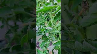 September 8 2024 More wasps on tomato worm [upl. by Dymphia]