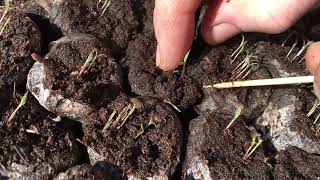 TRANSPLANTING PAPAVER SOMNIFERUM SEDLINGS [upl. by Atilem]