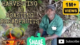 Harvesting amp Roasting Breadfruit A Farmers Guide to Deliciousness [upl. by Hau]