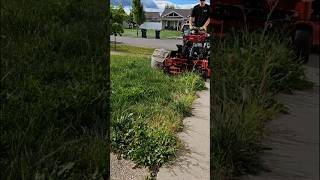 Full Of Weeds ☘️ weeds lawncare mowing toropartner [upl. by Krall715]