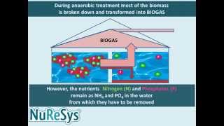 NuReSysP  Phosphate Recovery from Waste Water  How it works [upl. by Homerus]