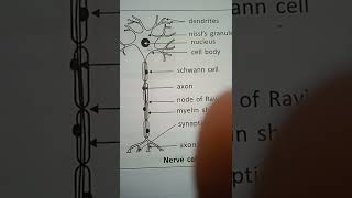 Neuron partsCyton axon and DendritesNEET CTET Pharma 10th biology KvS NVS [upl. by Nightingale]