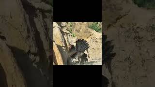 Brave Chicken Takes on Eagle Protecting Its Chicks [upl. by Nisen]