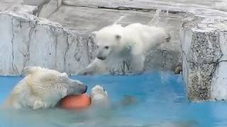 飛び込みの練習Polar Bears Baby practicing diving [upl. by Myrtle]