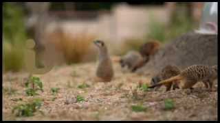 Summer 2013 Idents  Meerkats  ITV [upl. by Maxie]