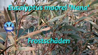 Eucalyptus moorei  Frostschaden [upl. by Aivila458]