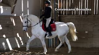 Conversano Bonadea Lipizzan Gelding 2019 [upl. by Tami969]