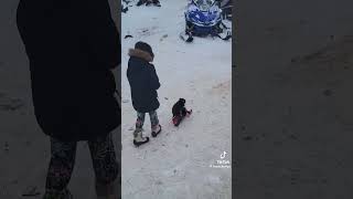 SkiDOg funnydog puppy doglover dogshorts funny cute aww [upl. by Srednas242]