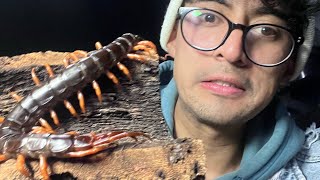 Scolopendra gigante [upl. by Marinelli273]