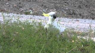 Cockatoo swooped by magpie [upl. by Vassili109]