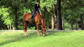 Horsemanship Quick Tip  How to Get Your Horse to Respect You and Stop Grazing [upl. by Nylirak]