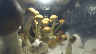 MUSHROOMS TIMELAPSE [upl. by Brozak397]