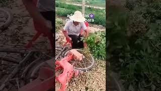 Ferramentas que Você Nunca Imaginou no Cultivo de Amendoim plantas agricultura plantar agro [upl. by Nimref]