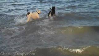 Cute Puppy At The Beach [upl. by Roldan]